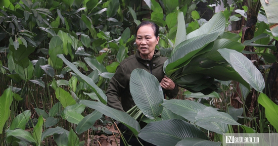 Lá dong Tràng Cát vào vụ Tết, người dân thu tiền triệu