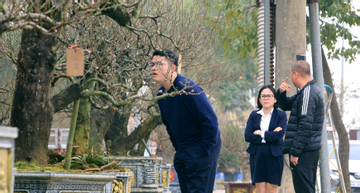 Thuê đào cổ chơi Tết nở rộ ở Thanh Hóa, có cây giá tới 150 triệu đồng