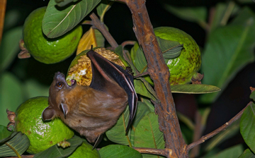Dấu hiệu cho thấy trái cây từng bị động vật cắn, cần đặc biệt tránh xa
