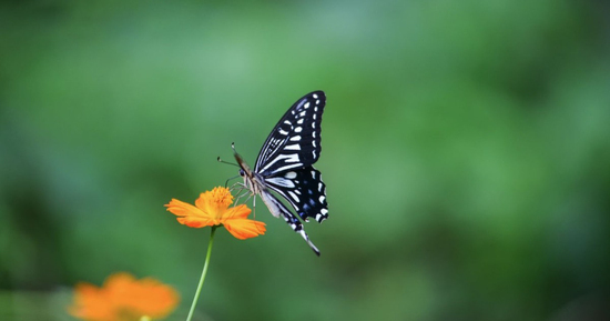 Sinh 3 tháng Âm lịch này, khó khăn mấy cũng có người kéo lên