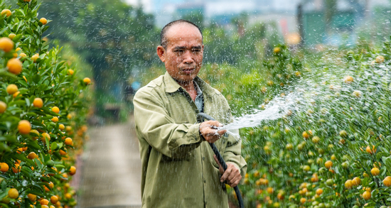 Quất hình ngựa được tạo trong 10 năm giá 30 triệu đồng ở làng hoa Tứ Liên