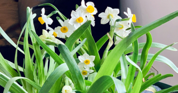 Cách trồng thủy tiên chơi Tết để hoa nở đúng dịp, mang tài lộc về nhà