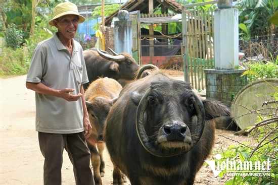 Con trâu có cặp sừng mọc ngược hiếm gặp, giúp lão nông xây nhà, tậu xe