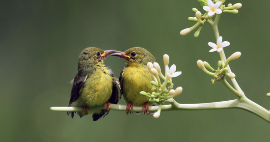 Ngày sinh Âm lịch của người không ngừng nỗ lực, giàu có chỉ là vấn đề thời gian