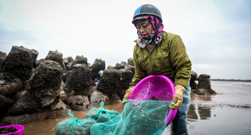 Lội nước lạnh buốt săn 'lộc trời’ ở Ninh Bình, mỗi chiều kiếm tiền triệu