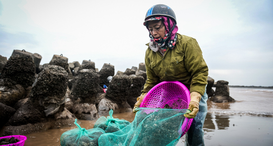 Lội nước lạnh buốt săn 'lộc trời’ ở Ninh Bình, mỗi chiều kiếm tiền triệu