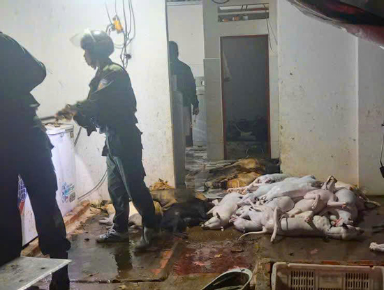 Sốc với quy mô đường dây trộm cắp, giết mổ chó ở Tây Ninh