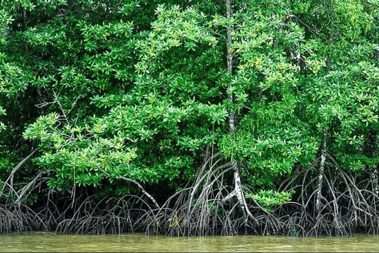 Khơi thông dòng chảy - triệt tiêu khí mê-tan ở rừng ngập mặn