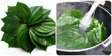 Lá trầu không có tác dụng gì?