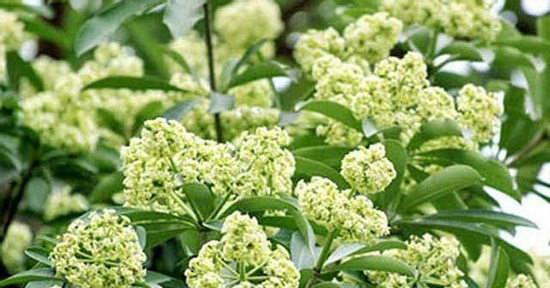 Vì sao mùi hoa sữa có thể gây đau đầu, buồn nôn ở một số người?