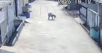 Camera ghi lại cảnh khỉ hoang lao vào tấn công bé gái 6 tuổi, người dân phải chạy ra xua đuổi