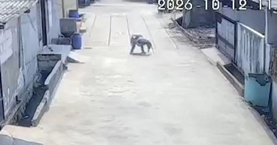 Camera ghi lại cảnh khỉ hoang lao vào tấn công bé gái 6 tuổi, người dân phải chạy ra xua đuổi