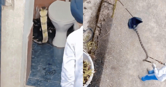 Rắn hổ mang chúa dài hơn 3m trong nhà vệ sinh khiến cả khu dân cư hốt hoảng