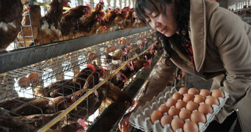Cả nhà ngộ độc sau khi ăn trứng bác, nguyên nhân khiến nhiều người giật mình
