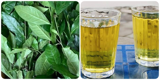 Uống trà xanh tươi mỗi ngày có tác dụng gì?