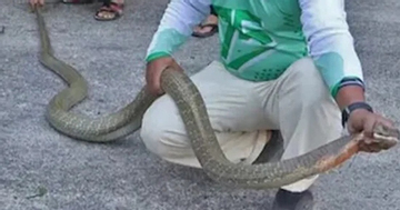 Bắt được hai con rắn hổ mang chúa khổng lồ đang đánh nhau trên đường