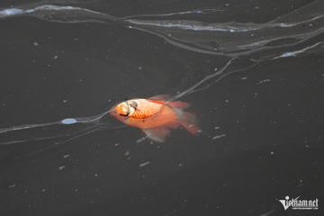 Cá chép 'ngửa bụng' sau khi được thả ở hồ nước mặn ngày ông Công ông Táo