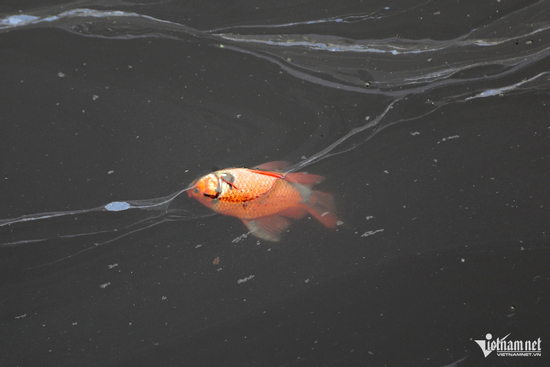 Cá chép 'ngửa bụng' sau khi được thả ở hồ nước mặn ngày ông Công ông Táo