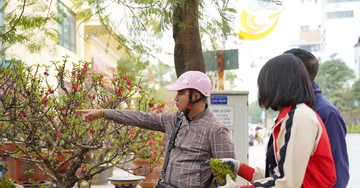 Đào Thất Thốn xuống phố đón Tết, giá thuê lên tới 200 triệu đồng