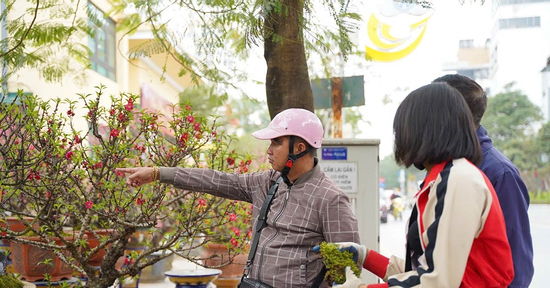 Đào Thất Thốn xuống phố đón Tết, giá thuê lên tới 200 triệu đồng