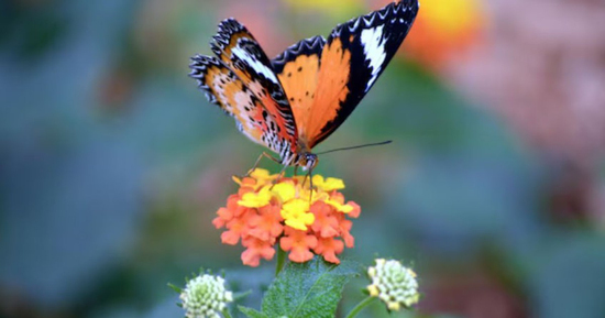 Số cuối ngày sinh Âm lịch tiết lộ người khôn ngoan: Càng lớn tuổi càng phát tài