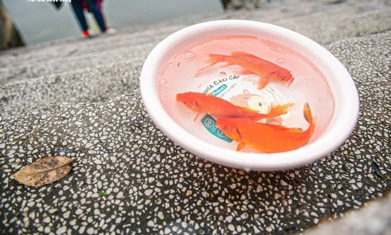 Thả cá chép Tết ông Công ông Táo: Để cá được sống, không phải để mình yên tâm