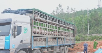 Phát hiện ô tô chở hơn 15 tấn heo nhiễm dịch tả lợn châu Phi đi bán dịp cận Tết