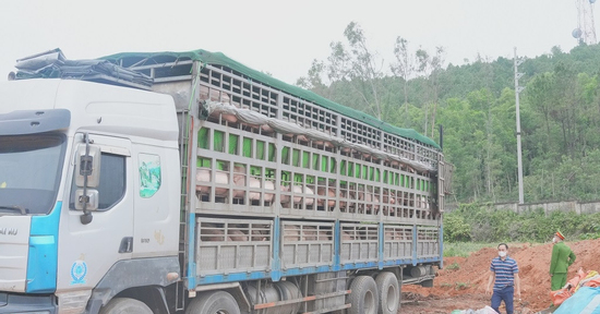 Phát hiện ô tô chở hơn 15 tấn heo nhiễm dịch tả lợn châu Phi đi bán dịp cận Tết