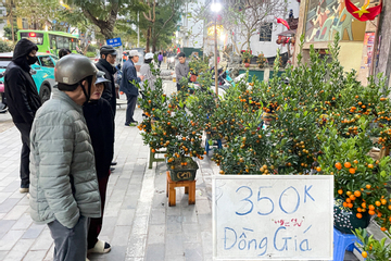 Giữa cao điểm sát Tết 2026, tiểu thương bất ngờ xả đào, quất thu hồi vốn