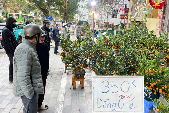 Giữa cao điểm sát Tết 2026, tiểu thương bất ngờ xả đào, quất thu hồi vốn
