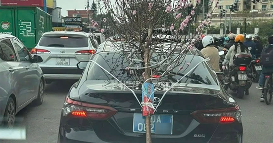 Buộc cành đào che biển số, tài xế ô tô biển '80A' bị phạt 23 triệu đồng