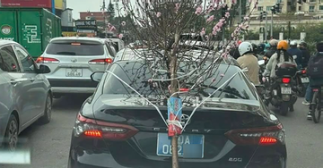 Buộc cành đào che biển số, tài xế ô tô biển '80A' bị phạt 23 triệu đồng