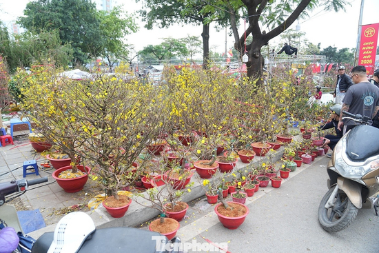 Hà Nội: Mai vàng giảm giá sâu vẫn ế ẩm