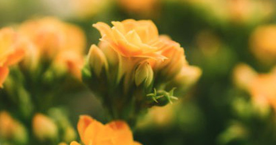 Người sinh 3 tháng Âm lịch này nhân duyên đại vượng: Ngày càng giàu nhờ nhiều mối quan hệ