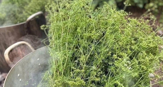 Xông lá mùi già ngày Tết, không phải ai cũng nên làm