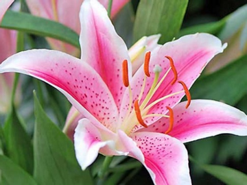 Tử vi tuần mới từ 16/2 đến 22/2 dương lịch, 3 con giáp tài vận nở rộ, thu về lộc lá, làm gì cũng Vượng Phát