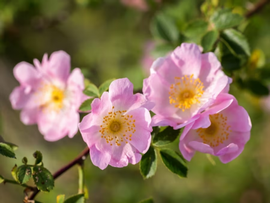 Đúng 20h hôm nay, ngày 17/2/2026 (Mùng 1 Tết), 3 con giáp xòe tay hứng Hồng Phúc, giàu có vô biên