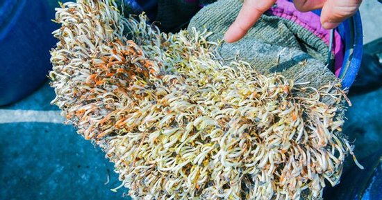 Giá đỗ ngâm hóa chất vẫn tươi cả tháng: 6 cách nhận biết để tránh rước họa