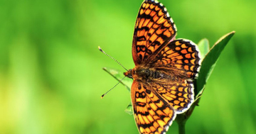 Ngày sinh Âm lịch của người sống thọ, càng già càng hưởng phúc, con cháu ba đời khấm khá