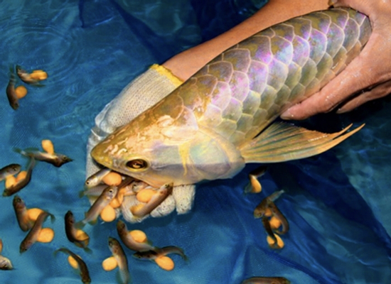 13 người nhập viện cấp cứu nghi do ăn trứng cá rồng