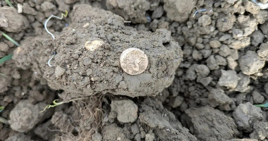 Dò kim loại, người đàn ông phát hiện kho báu quý giá trên cánh đồng