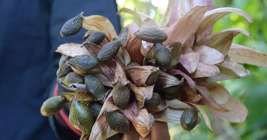 Loại hạt xưa rụng đầy gốc không ai 