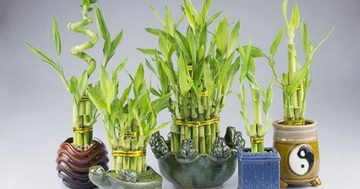 Ngày vía Thần tài 2026 nên mua gì để cầu tài lộc đầy nhà và may mắn cả năm?