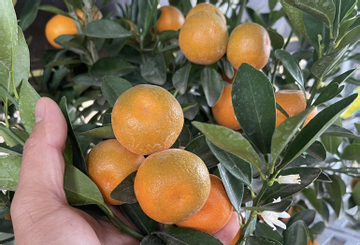 Cảnh báo nguy cơ ngộ độc nếu ăn quất cảnh sau Tết