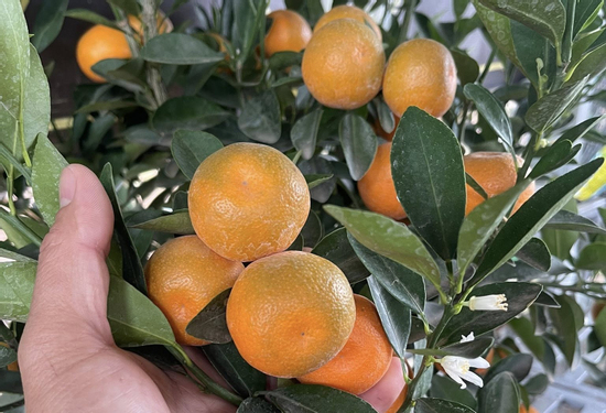 Cảnh báo nguy cơ ngộ độc nếu ăn quất cảnh sau Tết