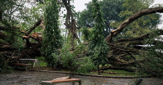 Cây si lớn bất ngờ gãy đổ trong vườn hoa ở Hà Nội, 1 người bị thương