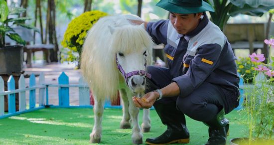 Du khách thích thú xem cặp ngựa lùn 'độc nhất vô nhị' ở miền Tây