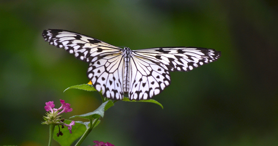 3 tháng Âm lịch sinh ra người phụ nữ mang tài lộc, phúc khí về cho gia đình