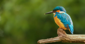 4 ngày sinh Âm lịch có mệnh hút Thần Tài, sung túc hiếm ai bì kịp