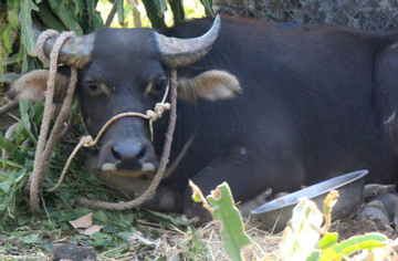 Trâu 'điên' húc 2 người ở xã biên giới Quảng Trị bị thương